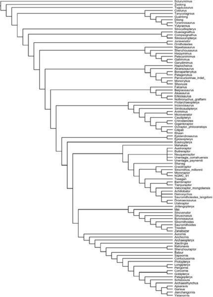 Plik:Godefroit i in. 2013 Aurornis re-weighting PAUP.PNG