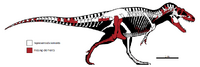 Daspletosaurus sp. (CMC VP15826) skeletal.png