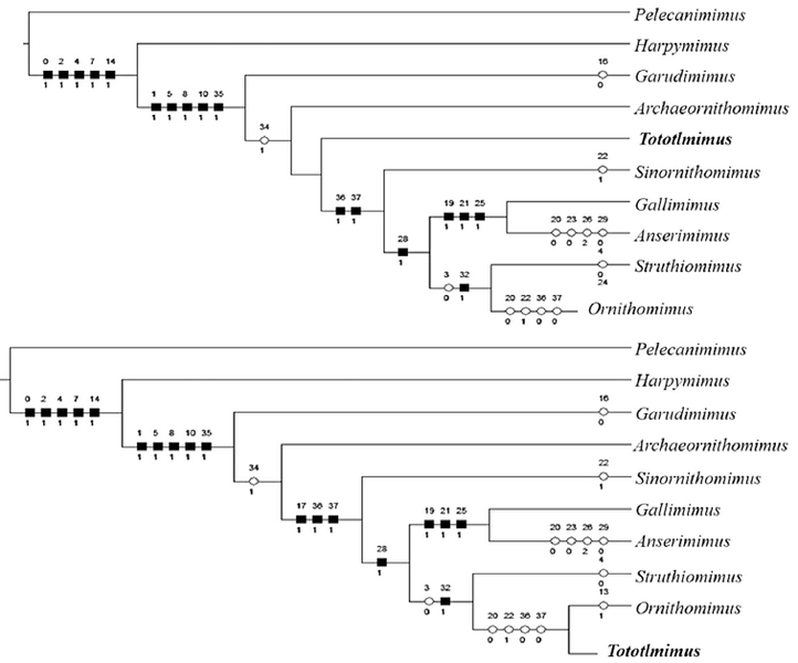 Plik:Serrano-Branas et al. 2016 Tototlmimus KiL.png