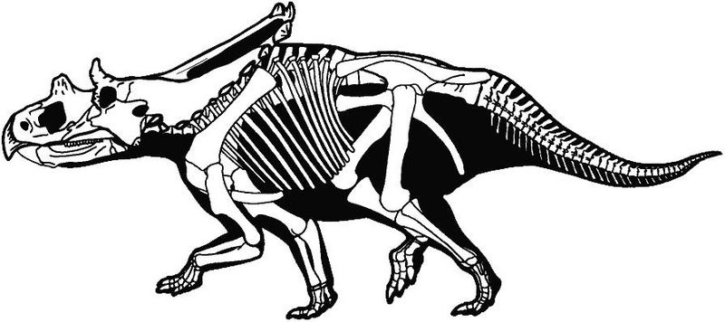Plik:Chasmosaurus russelli Sampson i in. 2010.jpg