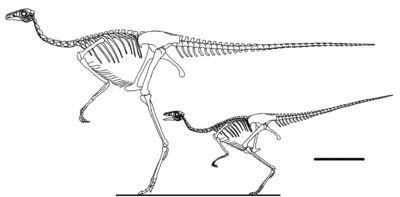 Sinornithomimus.gif