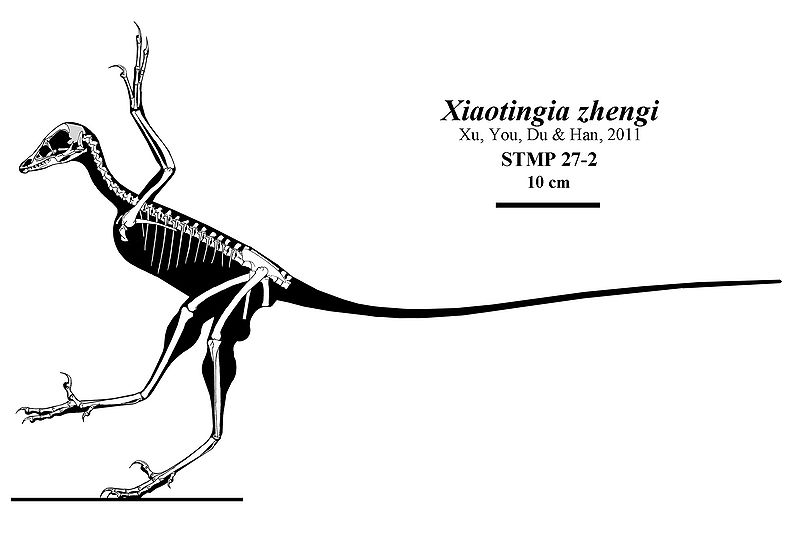 Plik:Xiaotingia2.jpg