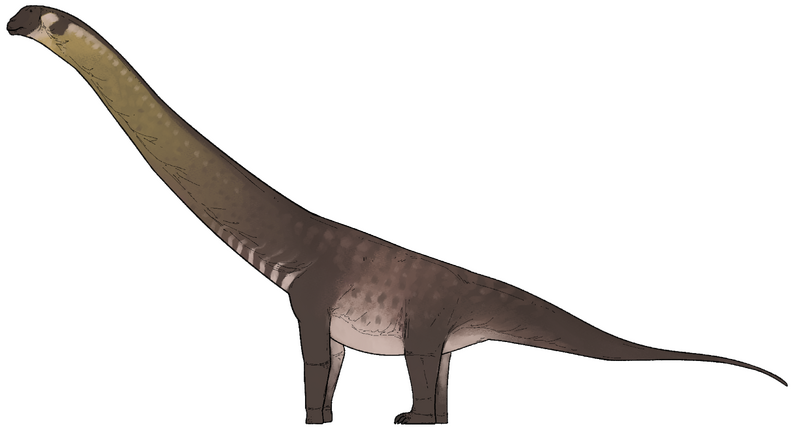 Plik:Dasosaurus tocantinensis.png