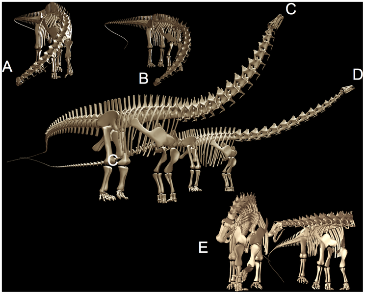 Plik:Apatosaurus louisae Diplodosus Maksymalny zakres ruchów szyi Stevens, 2013.png