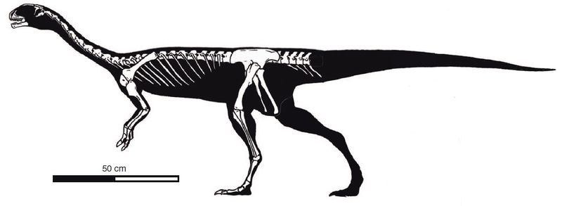 Plik:Chilesaurus szkielet.jpg