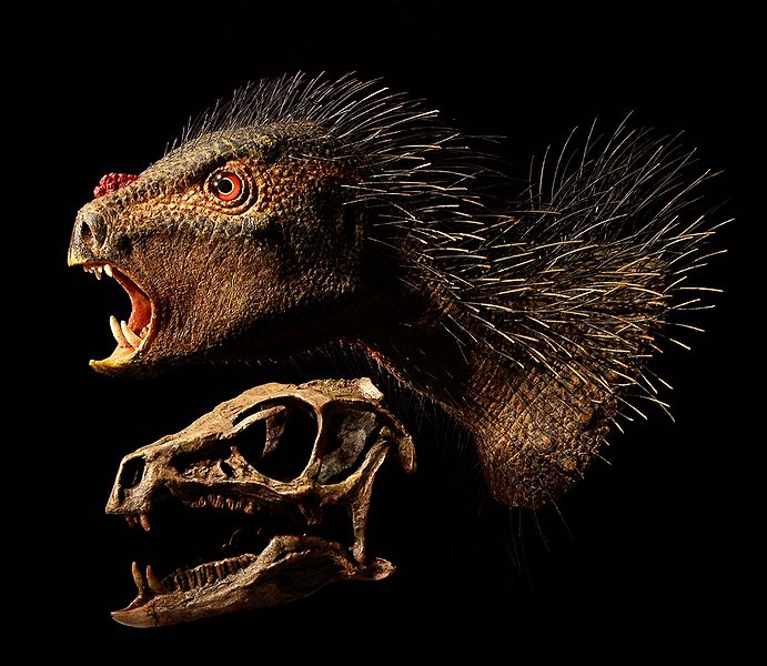 Plik:Heterodontosaurus 2012.jpg