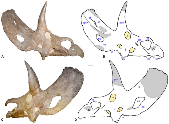 Nedoceratops skull2.png