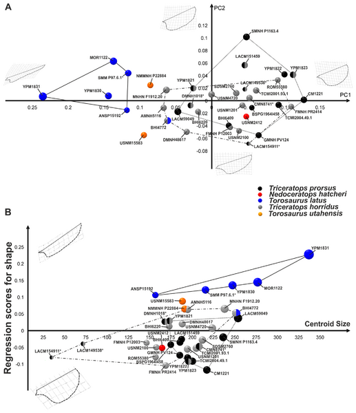 Plik:Maiorino i in. 2013 Torosaurus ryc. 6 zmodyfikowana.png