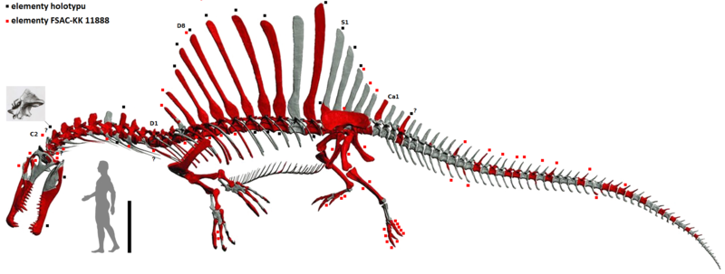 Plik:Spinosaurus modified from Ibrahim et al, modified.PNG