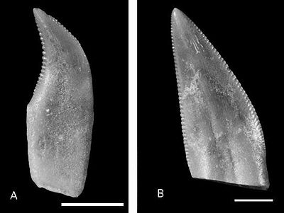 Terrestrisuchus i Agnosphitys.JPG