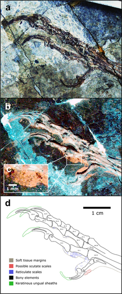 Plik:Confuciusornis STM 13-55 pes.png