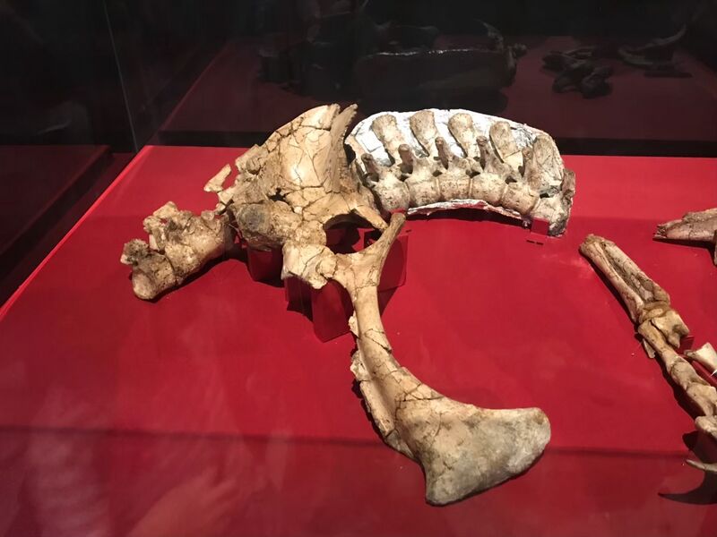 Plik:Duonychus tsogtbaatari in 2019 01.jpg