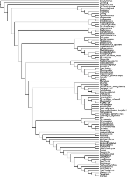 Plik:Godefroit i in. 2013 Aurornis implied weight TNT.PNG