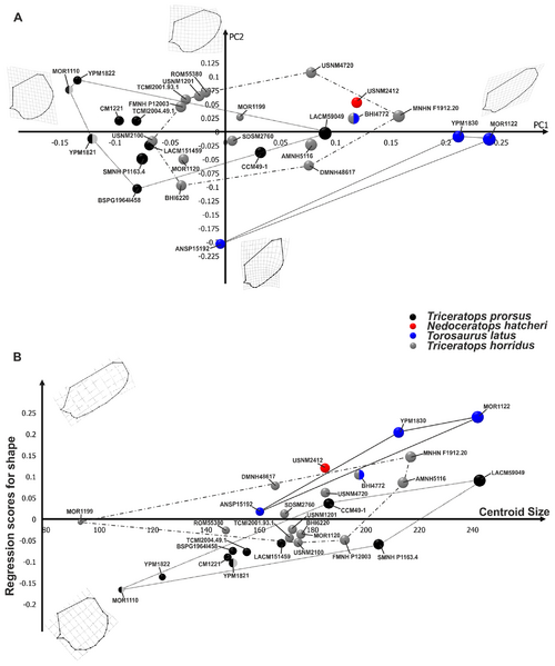 Plik:Maiorino i in. 2013 Torosaurus ryc. 5 zmodyfikowana.png