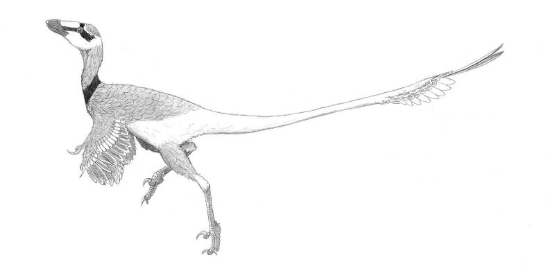 Plik:Mahakala a late cretaceous relic by pilsator.jpg