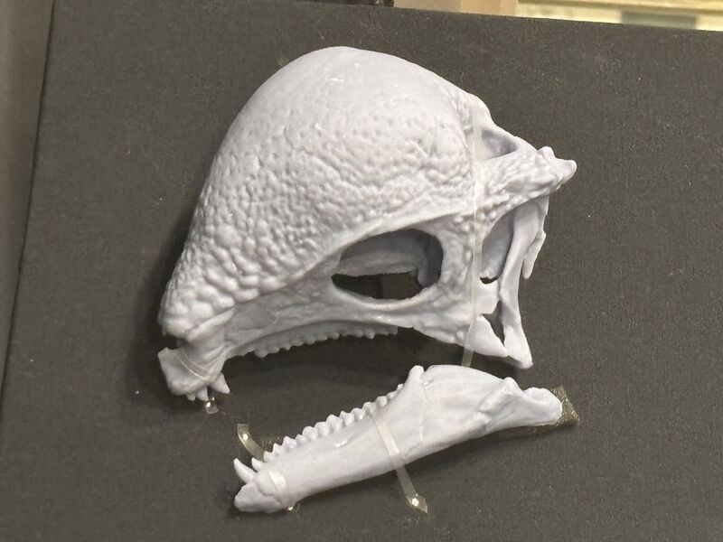 Plik:Zavacephale skull2.jpg