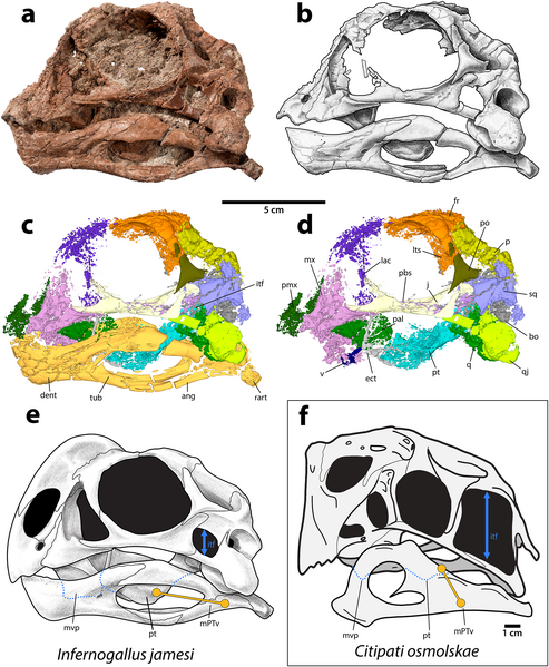 Plik:Infernogallus skull.png