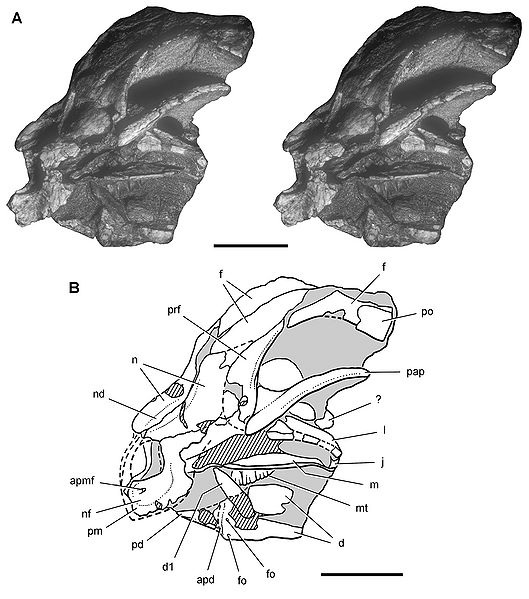 Plik:Heterodontosaurus tucki SAM-PK-K10487.jpg