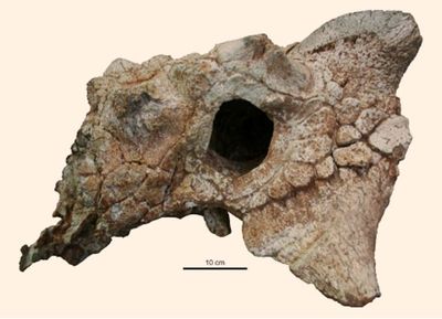 Zaraapelta skull.jpg