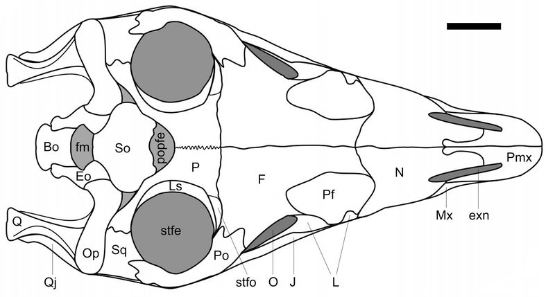 Plik:Coloradisaurus czaszka2.jpg