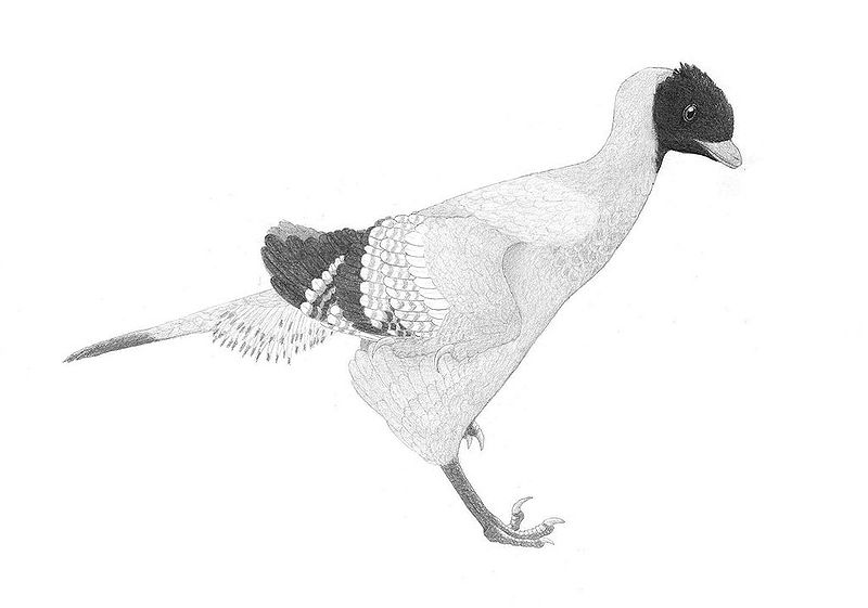 Plik:Eosinopteryx rekonstrukcja.jpg