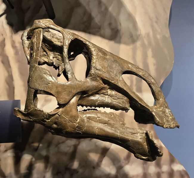 Plik:Probrachylophosaurus skull.jpg