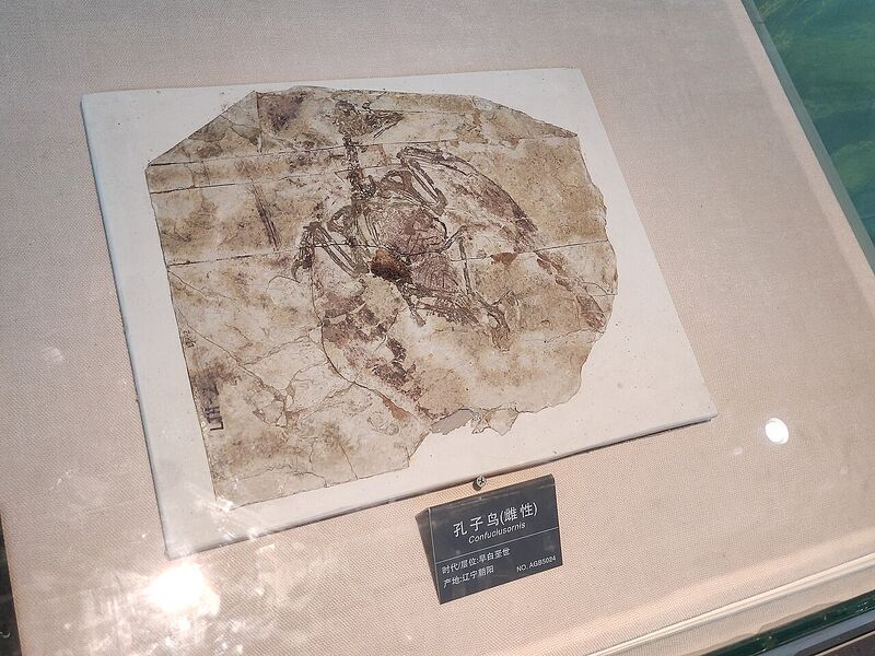 Plik:Confuciusornis sp.jpg