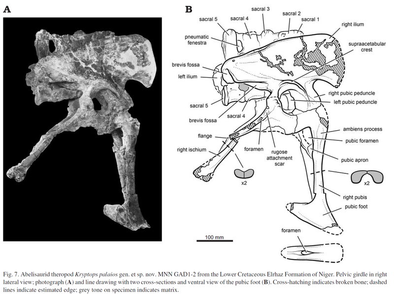 Plik:MNN GAD1−2.PNG