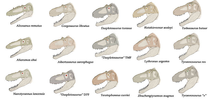 Tyrannosauroidea łby Laelaps nipponensis.jpg