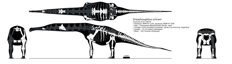 Plik:Dreadnoughtus multiview skeletal by palaeozoologist.jpg