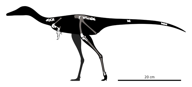 Plik:Manipulonyx Skeletal.png