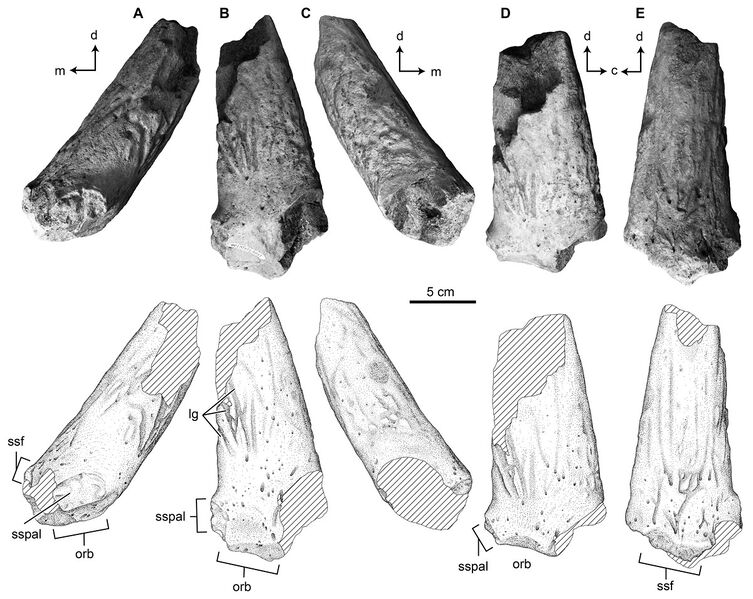 Plik:TMP 2017.022.0037.jpg