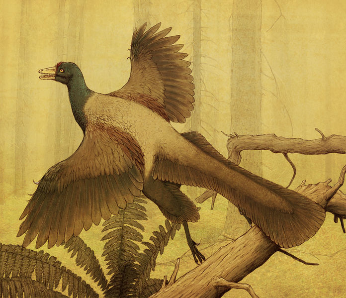 Plik:Archaeopteryx Edyta Felcyn.jpg