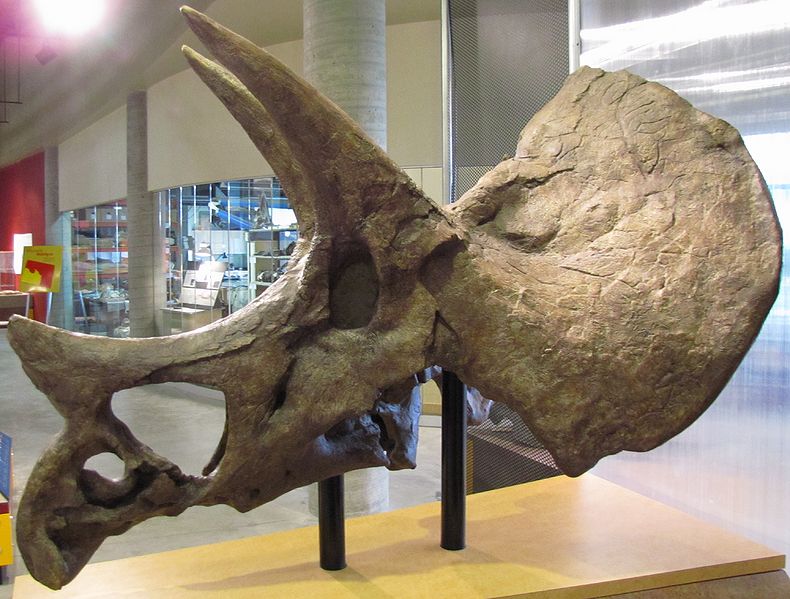 Plik:Triceratops prorsus SMNH P1163.4.jpg
