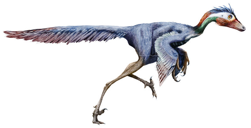 Plik:Jinfengopteryx1.jpg