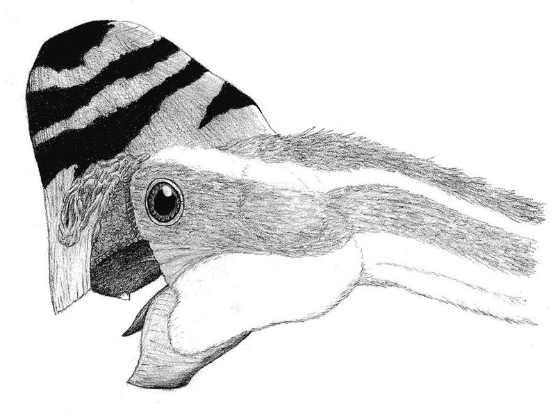 Plik:Rinchenia mongoliensis by pilsator.jpg