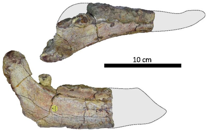 Plik:Ferenceratops dentary.jpg