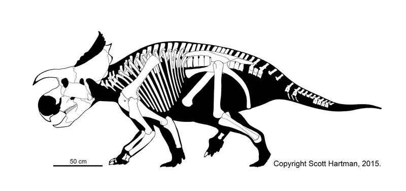 Plik:Furcatoceratops by Scott Hartman.jpg