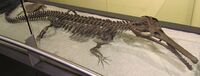 Champsosaurus natator.jpg