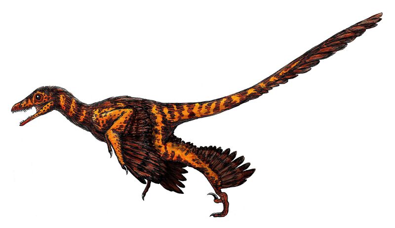 Plik:Sinornithosaurus1.jpg