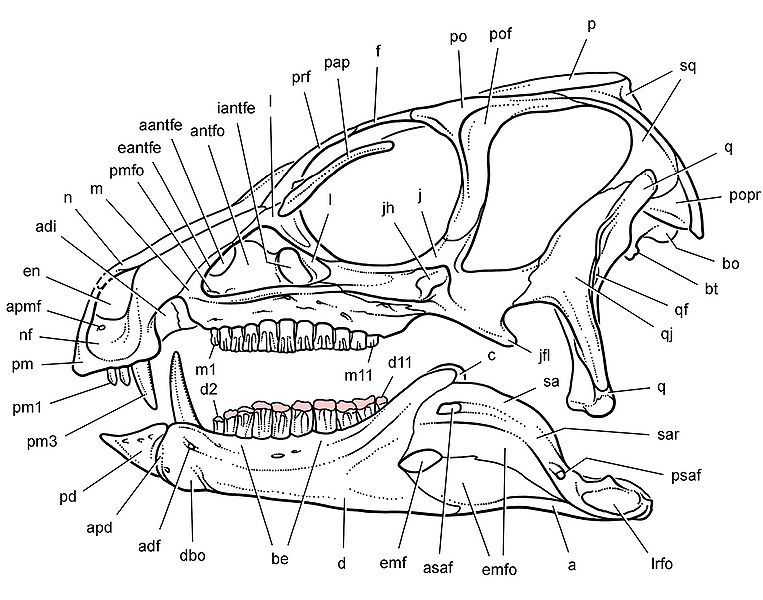 Plik:Heterodontosaurus Sereno 2012.jpg