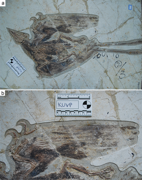 Plik:Confuciusornis primary feathers.PNG