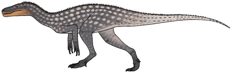 Plik:Maleriraptor kuttyi.png