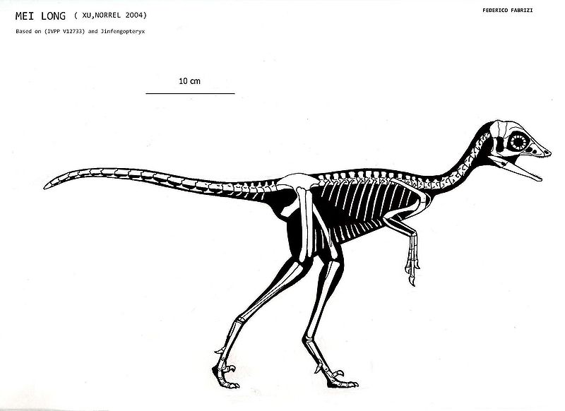 Plik:Mei skeleton.jpg