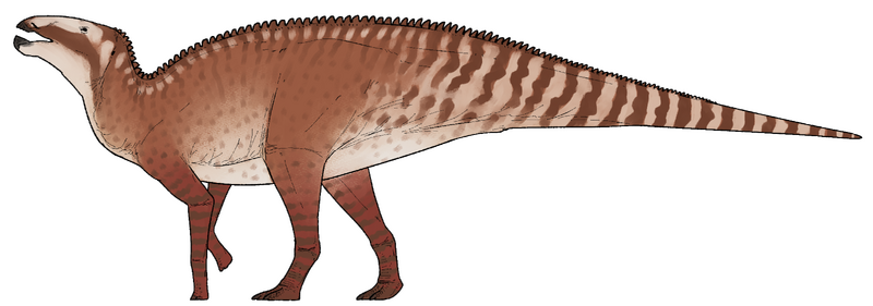 Plik:Kryptohadros kallaiae.png