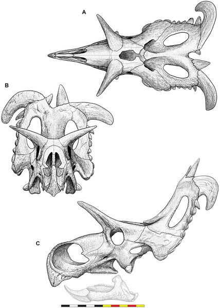 Plik:Lokiceratops (illustrated skull reconstruction).jpg