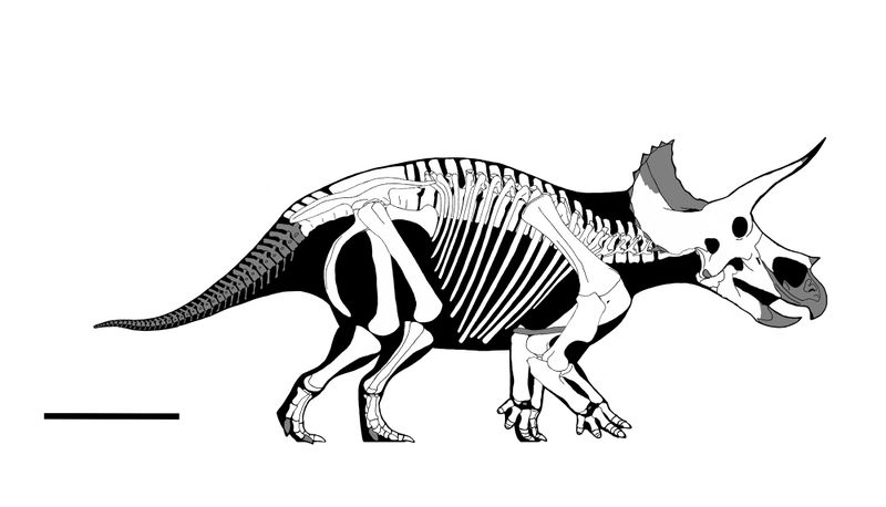Plik:Triceratops NSM PV 20379 Lealaps nipponensis.jpg