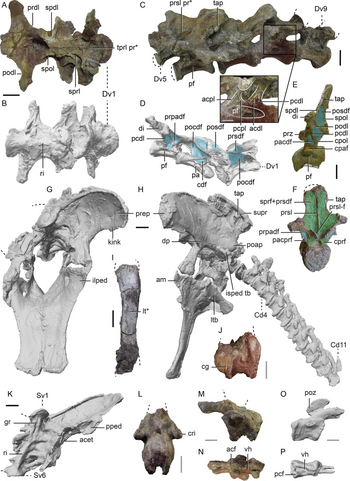 Qunkasaura holotype.webp