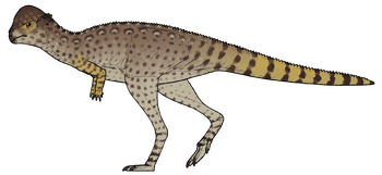 Zavacephale rinpoche.png