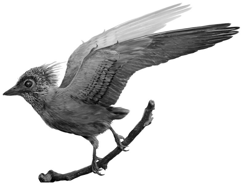 Plik:Confuciusornis plumage pattern.jpg